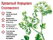 nektar-s-borshhevika