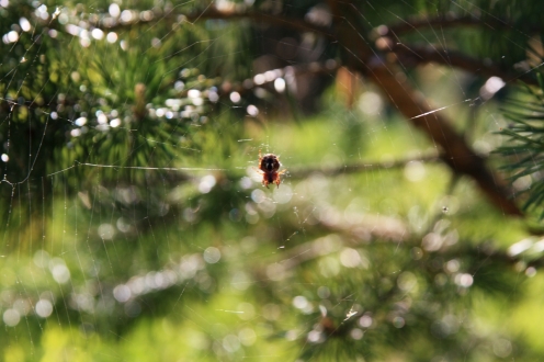 Итоги районного фотоконкурса «Мой край родной, тобой любуюсь...»
